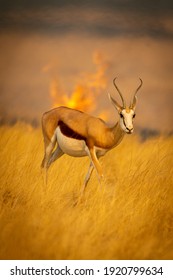 Springbok walks through grass ahead of fire