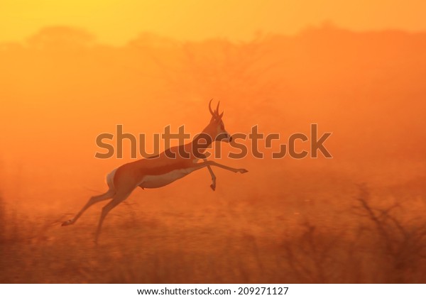 springbok jumper
