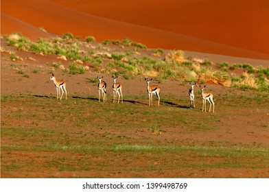 9,260 Namib desert animal Images, Stock Photos & Vectors | Shutterstock