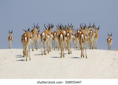 Springboks At Etosha National Park