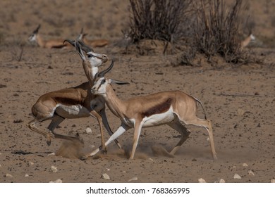 Springbuck Males In Territorial Fight In Kalahari Dessert