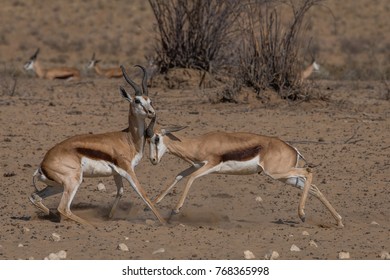 Springbuck Males In Territorial Fight In Kalahari Dessert