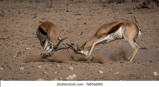 Springbuck Males In Territorial Fight In Kalahari Dessert