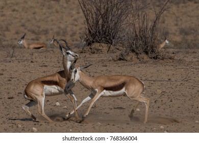 Springbuck Males In Territorial Fight In Kalahari Dessert