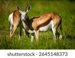 A springbuck standing in a patch of grass
