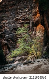 Springdale, UT, USA 02-02-22 The Narrows In Zion National Park