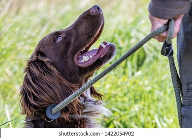 Springer And Cocker Spaniels Gun Dog Training