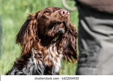 Springer And Cocker Spaniels Gun Dog Training