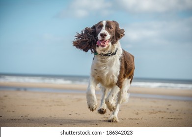 Springer Spaniel 