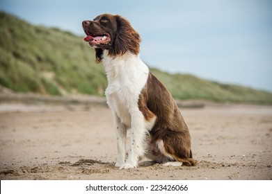 Springer Spaniel 