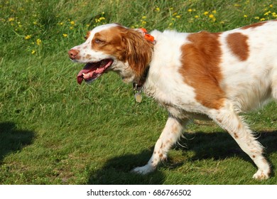 Springer Spaniel