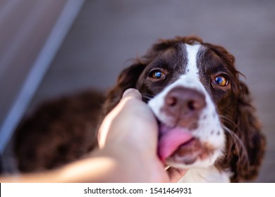 Springer Spaniel Dog Being Pet And Licking The Hand Of The Person