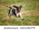 Springer Spaniel dog in a field in Bracknell in the summer