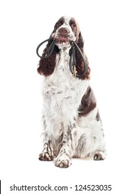 springer spaniel dog holding a leash