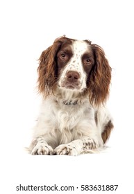 Springer Spaniel Dog Lying Down On A White Background