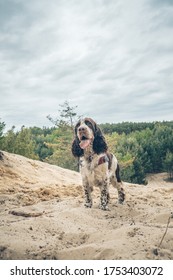 Springer Spaniel Dog On A Sandy Mountain. Joy.