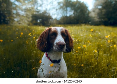 Spaniel Images Stock Photos Vectors Shutterstock