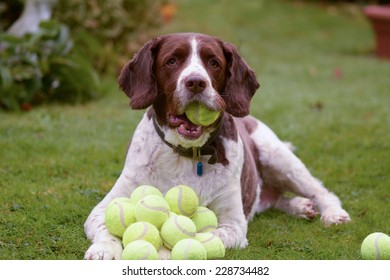 Springer Spaniel hoards tennis balls - Powered by Shutterstock