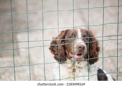 Springer Spaniel Hunting Dog Portrait. High Quality Photo