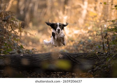 Springer Spaniel leaping over a fallen log in an autumn forest, captured mid-air with ears flying and intense focus. A dynamic action shot of energy and agility in nature.