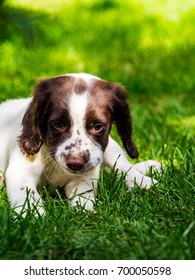 Springer Spaniel puppy - Shutterstock ID 700050598