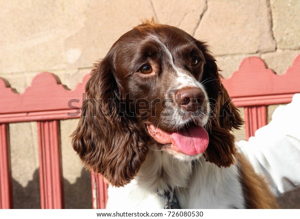 Springer Spaniel Sat On Bench Enjoying Stock Photo Edit Now