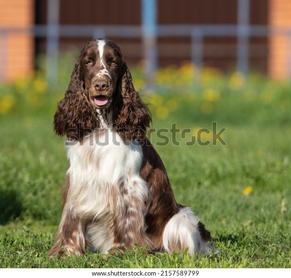 springer\
spaniel stands on a field with\
dandelions