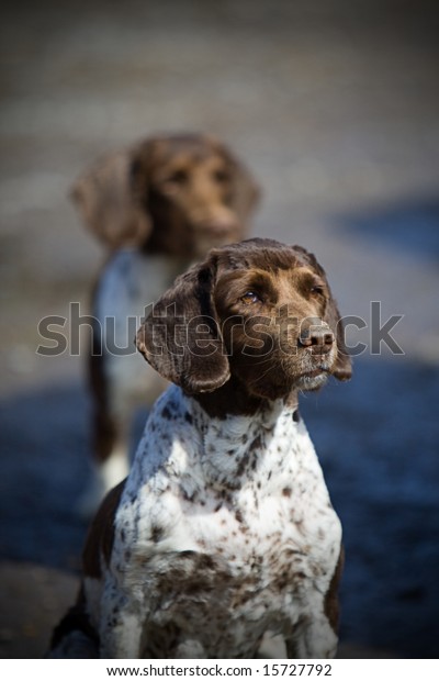 Springer Spaniel Working Dogs Stock Photo Edit Now 15727792