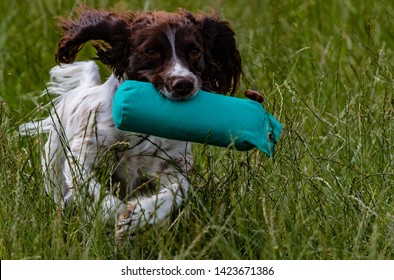 Springer Spaniels Enjoying Themselves During Gun Dog Training