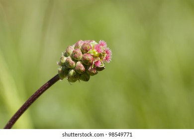 spring-flower on the field