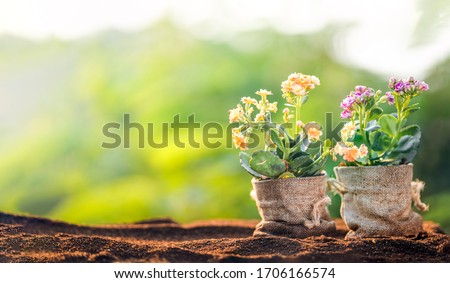 Spring-Flowers in a bag Natural green background