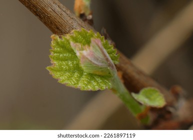 spring's first grape leaves flourish, green and fluffy leaves for the grape
