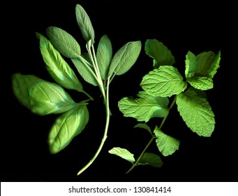 Springs Of The Herbs Basil, Sage And Mint On Black Background