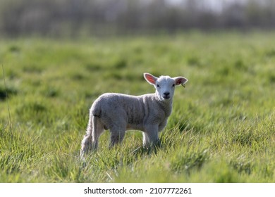Springs Lambs In The Suffolk Countryside In The Bright Springtime Sun