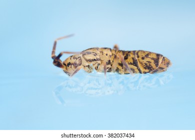 Springtail