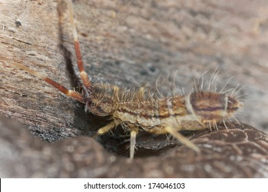 Springtail, Collembola On Wood, Extreme Close-up