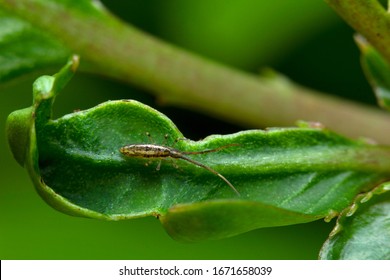 Springtail Insect On Leaf. Collembola Form The Largest Of The Three Lineages Of Modern Hexapods, India