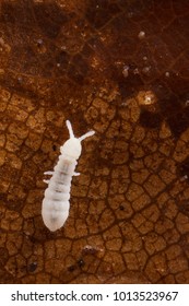 Springtail On Leaf