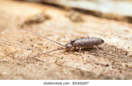 Springtail On Wood