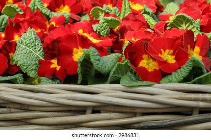 Springtime