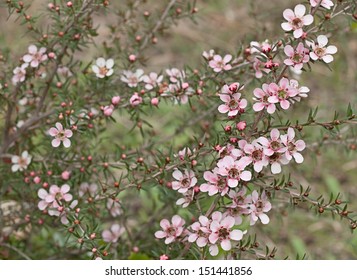 Springtime Australian Tea Tree Wildflower Leptospernum Pink Cascade Flower In Spring