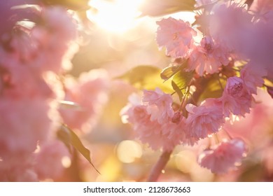 Springtime Background With Pink Blossom. Beautiful Nature Scene With Blooming Sakura Tree. Shallow Depth Of Field.