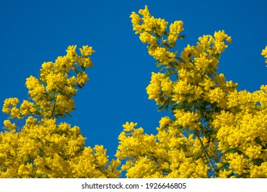 Springtime Blooming Of Mimosa Forest In The South Of France