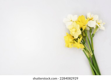 Flores primavera florecientes daffodils