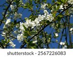 Springtime Blossom: Delicate white blossoms burst forth on a branch against a bright blue sky, symbolizing new beginnings and the beauty of nature