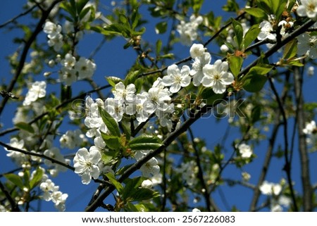 Springtime Blossom: Delicate white blossoms burst forth on a branch against a bright blue sky, symbolizing new beginnings and the beauty of nature's renewal.
