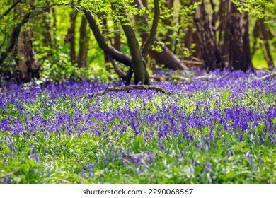 Springtime, bluebells carpeting the woodland floor of Ayot Greenway in Hertfordshire, England