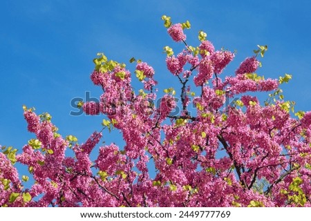 Springtime. Branches of Judas tree ( Cercis Siliquastrum, Red Bud ) with bright pink flowers against  blue sky