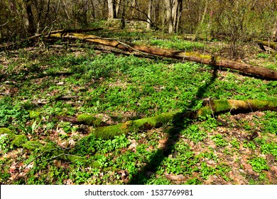 The Springtime Brings New Life To The Forest Floor In A Southeastern Wisconsin Park On A Beautiful Spring Day. Long Shadows From Trees Above And Old Decaying Log In The Distance. Bright Spring Colors.