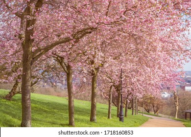 Springtime, cherry blossoms at Alexandra Palace Park in London - Shutterstock ID 1718160853